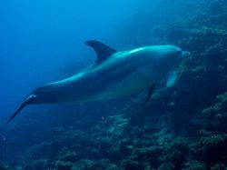 Diving in Dahab 2023 part 4